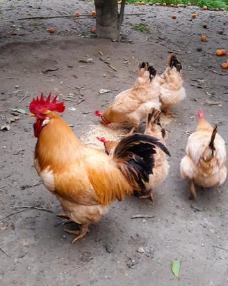 Gallina Bionda delle crivelle-uovadacova