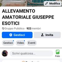 Cocorite Animali Esotici Uccelli Pappagalli Volati