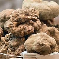 Cani da tartufo cucciioli e adulti