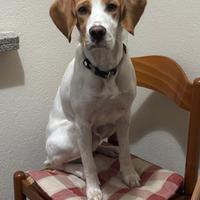 Cane Beagle