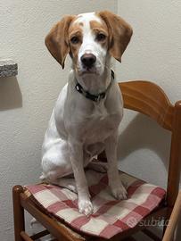 Cane Beagle
