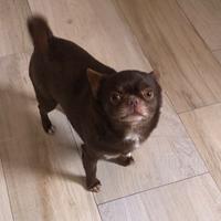 Chihuahua maschio adulto con pedigree