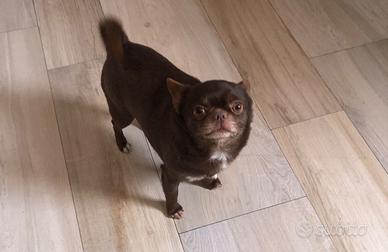 Chihuahua maschio adulto con pedigree