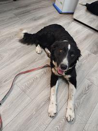 Cagnolina mix border collie