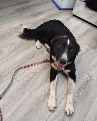 Cagnolina mix border collie