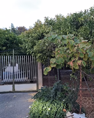 terreno e fabbricato contrada  carancino