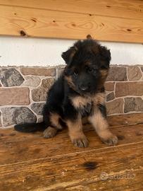Cucciolo pastore tedesco