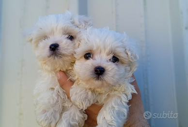 Cuccioli di Maltese