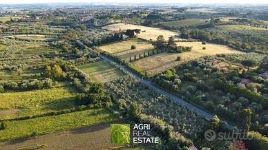 Terreno agricolo di 8.000 mq con uliveto