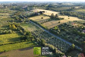 Terreno agricolo di 8.000 mq con uliveto