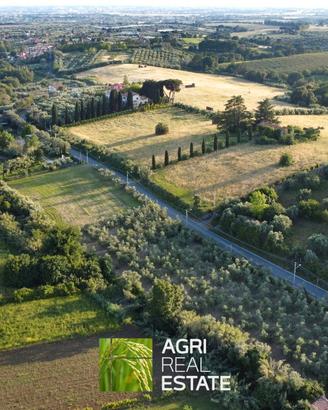 Terreno agricolo di 8.000 mq con uliveto