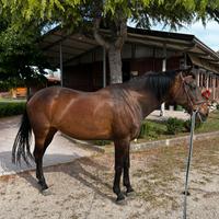 Perla cavalla da brevetto