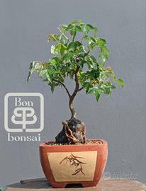 bonsai 