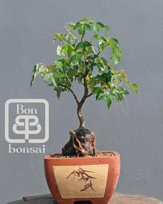 bonsai 