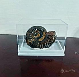 Ammonite Fossile