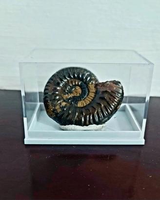 Ammonite Fossile