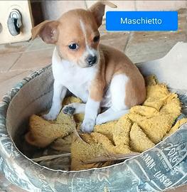 Cucciolo chihuahua