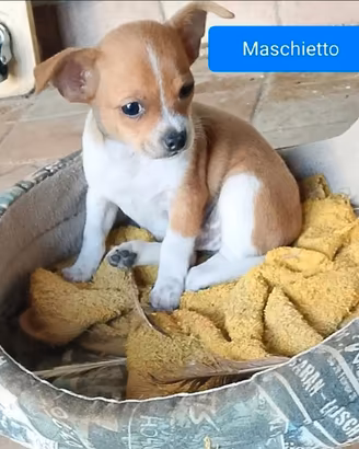 Cucciolo chihuahua