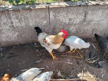 Gallo