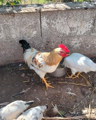 Gallo