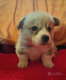 Cuccioli Welsh Corgi Pembroke