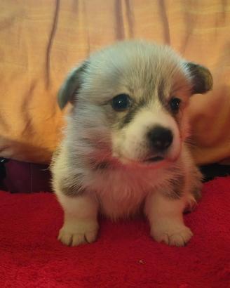 Cuccioli Welsh Corgi Pembroke