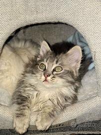 Gattina incrocio Ragdoll