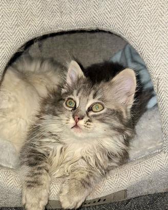 Gattina incrocio Ragdoll