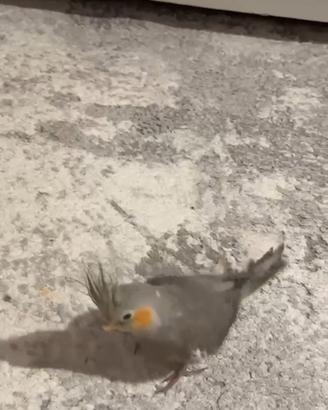 Calopsite maschio domestico 90 giorni di vita