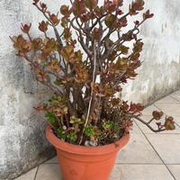 PIANTE