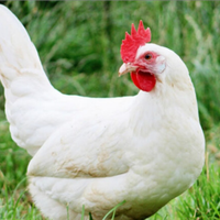 Pulcini gallina ovaiola