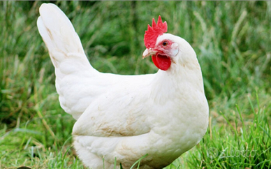 Pulcini gallina ovaiola