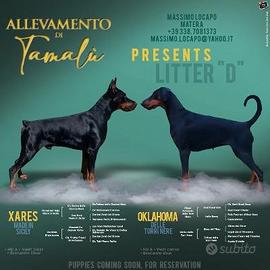 Dobermann