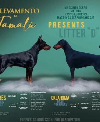 Dobermann