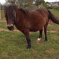 Pony gravida