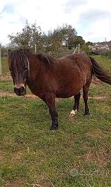 Pony gravida