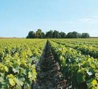 Terreni agricoli per vivaio barbatelle