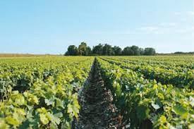 Terreni agricoli per vivaio barbatelle