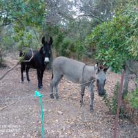Coppia Asinelli mamma e figlia di 1 anno