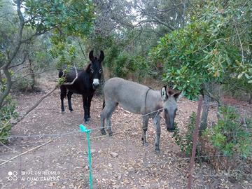 Coppia Asinelli mamma e figlia di 1 anno