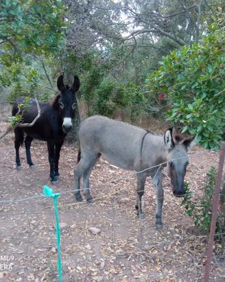 Coppia Asinelli mamma e figlia di 1 anno