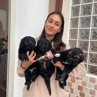 Cucciolo Pastore del Caucaso