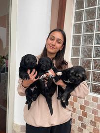 Cucciolo Pastore del Caucaso