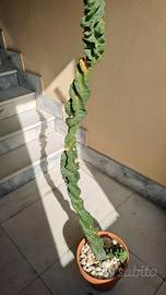 cereus forbeii spiralis