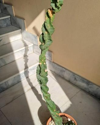 cereus forbeii spiralis