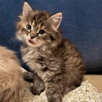 Cuccioli di gatto siberiano ipoallergenico