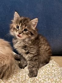 Cuccioli di gatto siberiano ipoallergenico