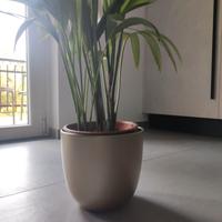 Vaso pianta colore oro