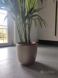 Vaso pianta colore oro