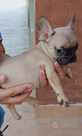 Bulldog francese pedigree enci